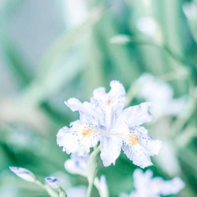 跨界？王菲客串模特走秀气场强大
